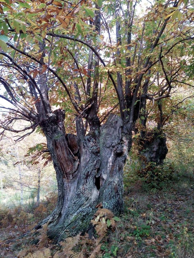 Ferienwohnung Casa Nel Bosco, Appennino Tosco Emiliano Camugnano Exterior foto
